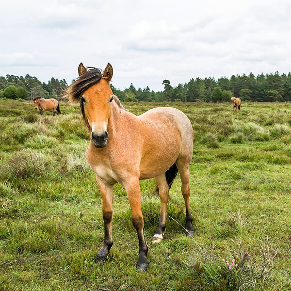 New Forest Ponies Hampshire